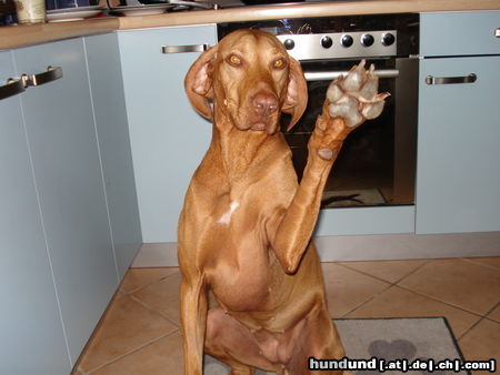 Kurzhaariger Ungarischer Vorstehhund Hunde Foto 45081 Kurzhaariger Ungarischer Vorstehhund Maggy 2004-2009