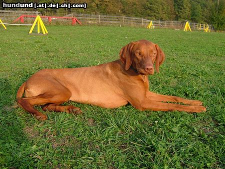 Kurzhaariger Ungarischer Vorstehhund Hunde Foto 16667 in höherer Auflösung ansehen Kurzhaariger Ungarischer Vorstehhund Baika vom Ammerholz