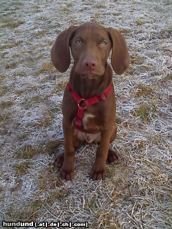 Kurzhaariger Ungarischer Vorstehhund Hunde Foto 45093 in höherer Auflösung ansehen Kurzhaariger Ungarischer Vorstehhund Lajos mit 3 Monaten