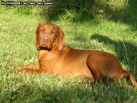 Kurzhaariger Ungarischer Vorstehhund Hunde Foto 22345 Kurzhaariger Ungarischer Vorstehhund Was guckst du?!