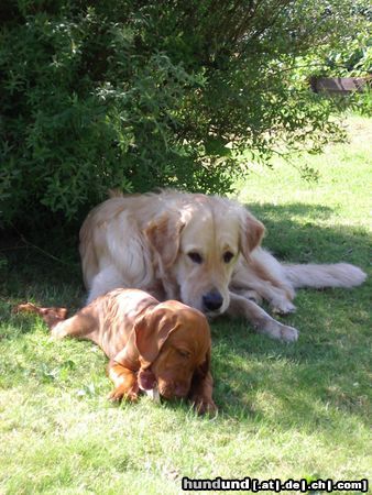 Kurzhaariger Ungarischer Vorstehhund Hunde Foto 13374 Kurzhaariger Ungarischer Vorstehhund Elena und Cico