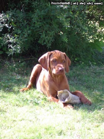 Kurzhaariger Ungarischer Vorstehhund Hunde Foto 13372 Kurzhaariger Ungarischer Vorstehhund Elena vom Gellertberg, 10 Wochen