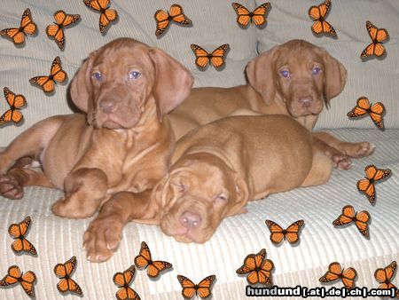 Kurzhaariger Ungarischer Vorstehhund Hunde Foto 7452 Kurzhaariger Ungarischer Vorstehhund Sind sie nicht wunderschön..?!