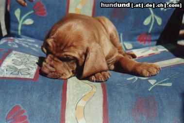 Kurzhaariger Ungarischer Vorstehhund Hunde Foto 3564 Kurzhaariger Ungarischer Vorstehhund Bungee