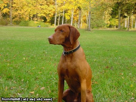 Kurzhaariger Ungarischer Vorstehhund Hunde Foto 17450 Kurzhaariger Ungarischer Vorstehhund