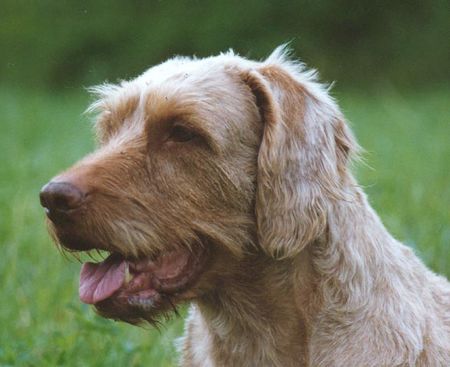 Kurzhaariger Ungarischer Vorstehhund Afra