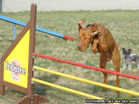 Kurzhaariger Ungarischer Vorstehhund Hunde Foto 15871 Kurzhaariger Ungarischer Vorstehhund nu pass mal auf, wie`s richtig geht !