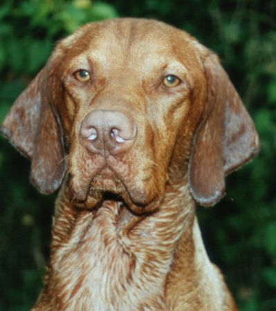 Kurzhaariger Ungarischer Vorstehhund Hunde Foto 2242 Kurzhaariger Ungarischer Vorstehhund Aicki von der Belle am Rhein, geb.am07.06.2001