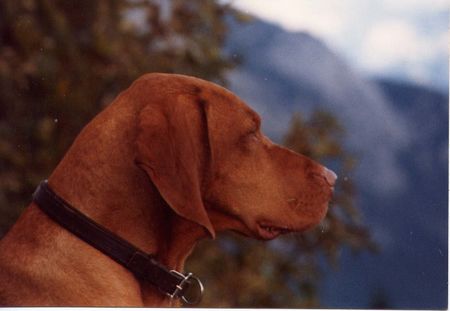 Kurzhaariger Ungarischer Vorstehhund Hunde Foto 1380 Kurzhaariger Ungarischer Vorstehhund anatol von pillichsdorf