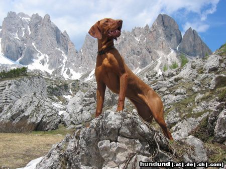 Kurzhaariger Ungarischer Vorstehhund Hunde Foto 12320 Kurzhaariger Ungarischer Vorstehhund Unsere Gipfelstürmerin Aphra, 9 Monate..