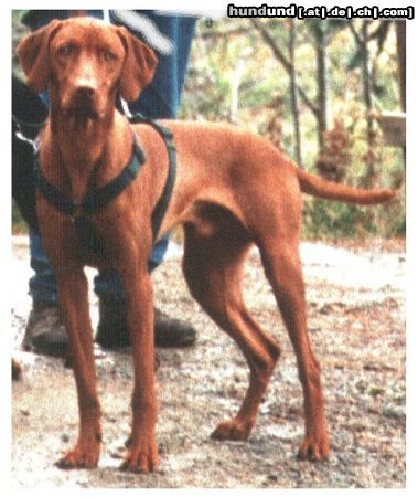 Kurzhaariger Ungarischer Vorstehhund Hunde Foto 7259 Kurzhaariger Ungarischer Vorstehhund Arko vom Ammerholz, September 2003, 16 Monate