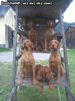 Kurzhaariger Ungarischer Vorstehhund Hunde Foto 7232 Kurzhaariger Ungarischer Vorstehhund Auf dem Ansitz!!