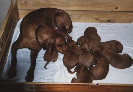 Kurzhaariger Ungarischer Vorstehhund Hunde Foto 1195 Kurzhaariger Ungarischer Vorstehhund Das ist meine Familie