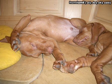 Kurzhaariger Ungarischer Vorstehhund Hunde Foto 8528 Kurzhaariger Ungarischer Vorstehhund Zwei Pennsocken..