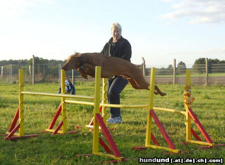 Kurzhaariger Ungarischer Vorstehhund Hunde Foto 25681 Kurzhaariger Ungarischer Vorstehhund Bin 6J. und top-fit