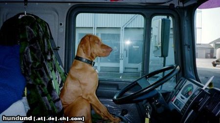Kurzhaariger Ungarischer Vorstehhund Hunde Foto 16145 Kurzhaariger Ungarischer Vorstehhund Herrchen, beeil dich mal...