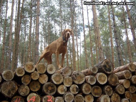 Kurzhaariger Ungarischer Vorstehhund Hunde Foto 17518 Kurzhaariger Ungarischer Vorstehhund Also, höher gehts nun wirklich nicht !