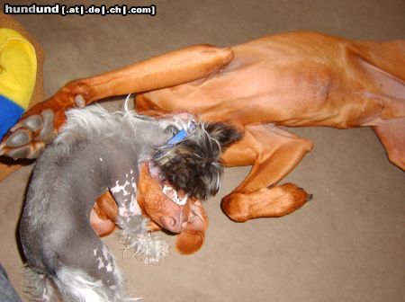 Kurzhaariger Ungarischer Vorstehhund Hunde Foto 23054 Kurzhaariger Ungarischer Vorstehhund ok, hast gewonnen...