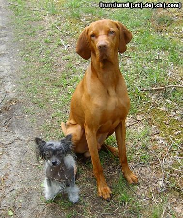 Kurzhaariger Ungarischer Vorstehhund Hunde Foto 21721 Kurzhaariger Ungarischer Vorstehhund Größe ist soooo unwichtig
