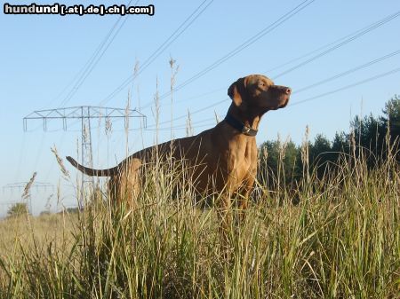 Kurzhaariger Ungarischer Vorstehhund Hunde Foto 17517 Kurzhaariger Ungarischer Vorstehhund Mir entgeht nix !!