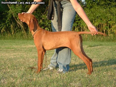 Kurzhaariger Ungarischer Vorstehhund Hunde Foto 23705 in höherer Auflösung ansehen Kurzhaariger Ungarischer Vorstehhund