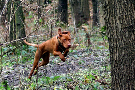 Kurzhaariger Ungarischer Vorstehhund Hunde Foto 27387 Kurzhaariger Ungarischer Vorstehhund