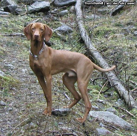 Kurzhaariger Ungarischer Vorstehhund Hunde Foto 11842 Kurzhaariger Ungarischer Vorstehhund Das Bild zeigt Eron von der Pulkau im 14. Monat