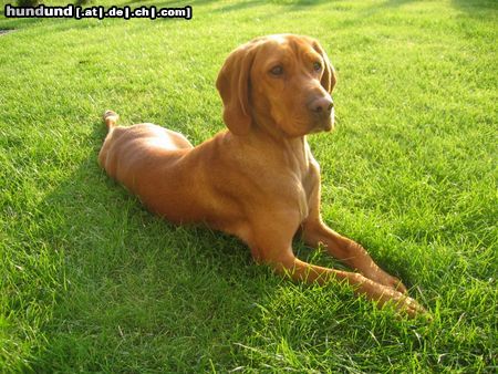 Kurzhaariger Ungarischer Vorstehhund sNOOPY