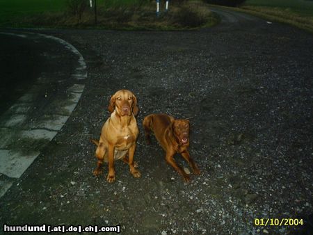 Kurzhaariger Ungarischer Vorstehhund Hunde Foto 22156 in höherer Auflösung ansehen Kurzhaariger Ungarischer Vorstehhund Maggy und Spike