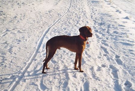 Kurzhaariger Ungarischer Vorstehhund Hunde Foto 28076 in höherer Auflösung ansehen Kurzhaariger Ungarischer Vorstehhund Branco