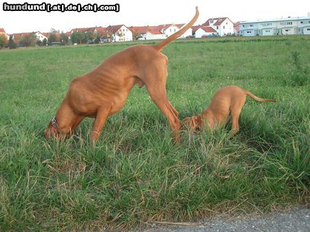 Kurzhaariger Ungarischer Vorstehhund Hunde Foto 15238 Kurzhaariger Ungarischer Vorstehhund