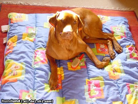 Kurzhaariger Ungarischer Vorstehhund das ist meine Kuscheldecke!