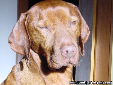 Kurzhaariger Ungarischer Vorstehhund Hunde Foto 17651 Kurzhaariger Ungarischer Vorstehhund ein weiser Herr (Buffi 9 1/2 Jahre)