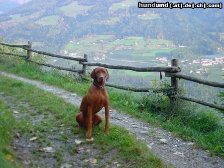 Kurzhaariger Ungarischer Vorstehhund Hunde Foto 16011 Kurzhaariger Ungarischer Vorstehhund Buffi und seine geliebten Berge