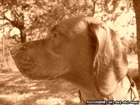 Kurzhaariger Ungarischer Vorstehhund Hunde Foto 22603 in höherer Auflösung ansehen Kurzhaariger Ungarischer Vorstehhund Atze