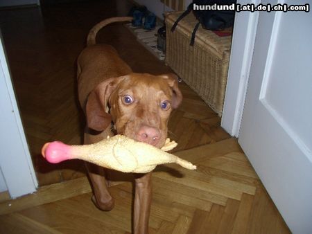 Kurzhaariger Ungarischer Vorstehhund Hunde Foto 13559 Kurzhaariger Ungarischer Vorstehhund Alva von Alserbach