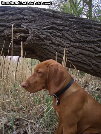 Kurzhaariger Ungarischer Vorstehhund Hunde Foto 13556 Kurzhaariger Ungarischer Vorstehhund Alva von Alserbach
