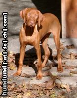 Kurzhaariger Ungarischer Vorstehhund Hunde Foto 4534 Kurzhaariger Ungarischer Vorstehhund ARAMIS (Arkim von Ammerholz)
