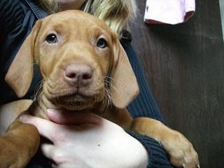 Kurzhaariger Ungarischer Vorstehhund Hunde Foto 34296 in höherer Auflösung ansehen Kurzhaariger Ungarischer Vorstehhund Zora