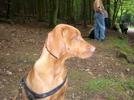 Kurzhaariger Ungarischer Vorstehhund Zora 
