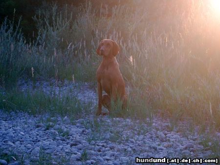 Kurzhaariger Ungarischer Vorstehhund Hunde Foto 6891 Kurzhaariger Ungarischer Vorstehhund Lico