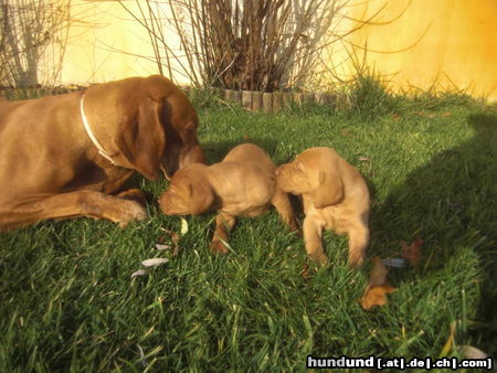 Kurzhaariger Ungarischer Vorstehhund Erste mal Treffnung...