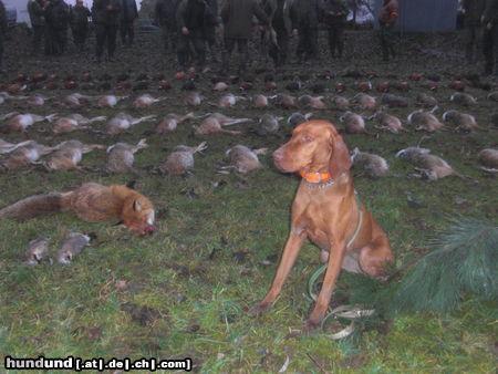 Kurzhaariger Ungarischer Vorstehhund Köfalmenti Tünder Im Jagd... 