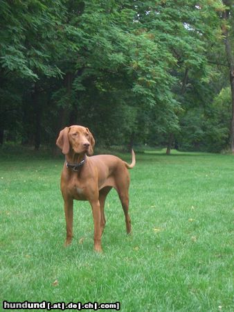 Kurzhaariger Ungarischer Vorstehhund Hunde Foto 25177 in höherer Auflösung ansehen Kurzhaariger Ungarischer Vorstehhund Alva von Alserbach