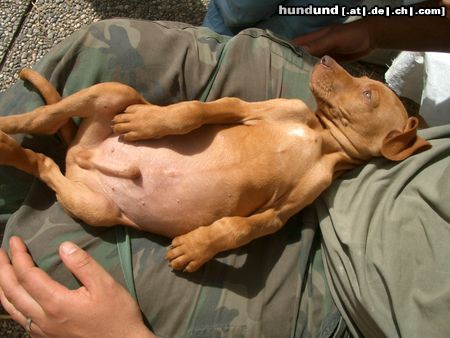 Kurzhaariger Ungarischer Vorstehhund Hunde Foto 14885 in höherer Auflösung ansehen Kurzhaariger Ungarischer Vorstehhund Mmh, so läßts' sich aushalten..