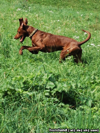 Kurzhaariger Ungarischer Vorstehhund Lajos 2 Jahre - such's Mäuschen!