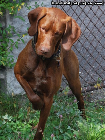 Kurzhaariger Ungarischer Vorstehhund Hunde Foto 45095 in höherer Auflösung ansehen Kurzhaariger Ungarischer Vorstehhund Unser Lajos - ein traumhafter Vizsla-Pointer-Mix
