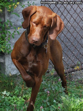 Kurzhaariger Ungarischer Vorstehhund Unser Lajos - ein traumhafter Vizsla-Pointer-Mix