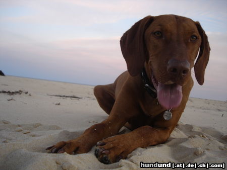 Kurzhaariger Ungarischer Vorstehhund Caspar and the beach
