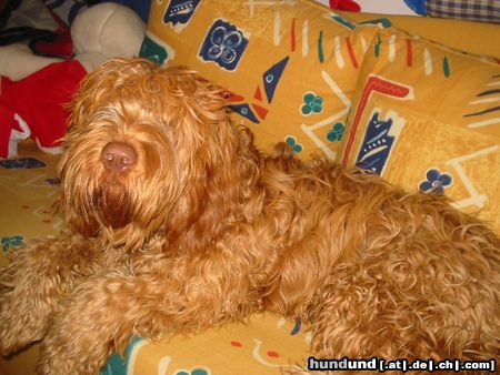 Kurzhaariger Ungarischer Vorstehhund Hunde Foto 3983 Kurzhaariger Ungarischer Vorstehhund Chicco 1Jahr MagyarVizsla/Briard - Mix
